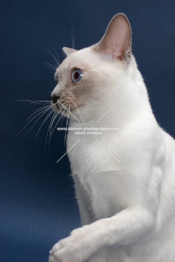 lilac point Tonkinese cat on blue background, portrait