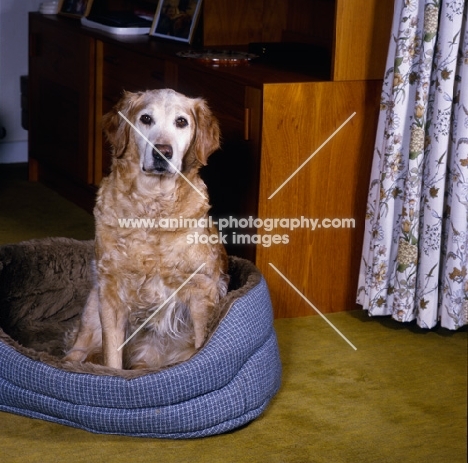 old working type golden retriever sitting in a dog bed