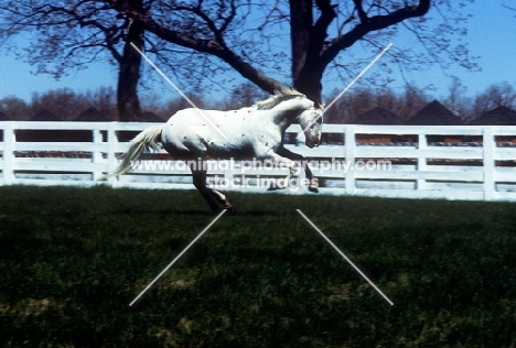 Appaloosa running in a field