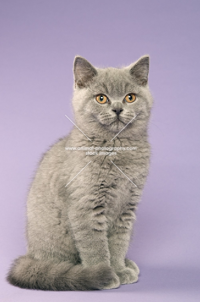 british shorthaired kitten sitting on a purple background