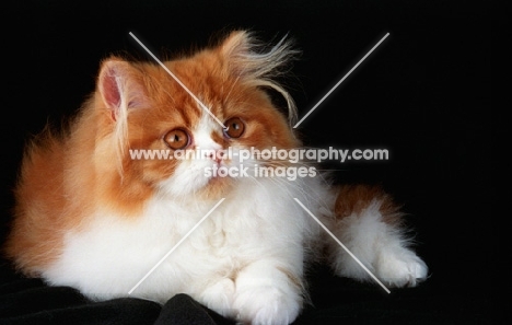 red and white Persian