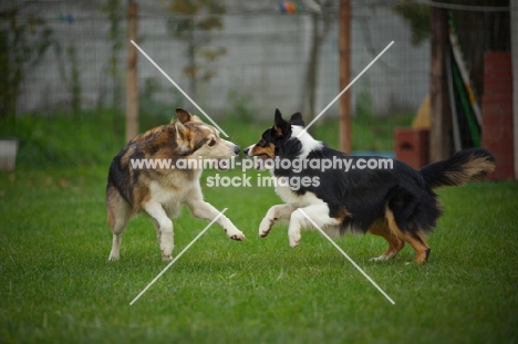 husky mix and black tri colour australian shepherd playing, front legs up