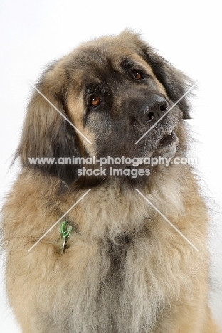 Leonberger, Australian Champion on white background