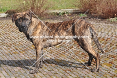 brown Cimarron Uruquayo dog, standing on pavement and looking at camera