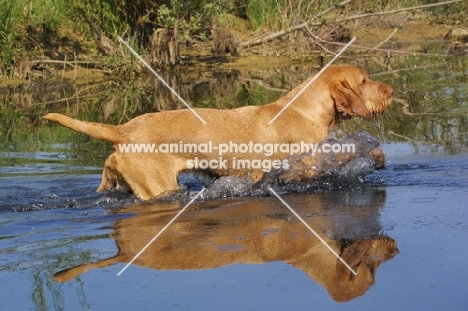 Hungarian Wirehaired Vizsla in water