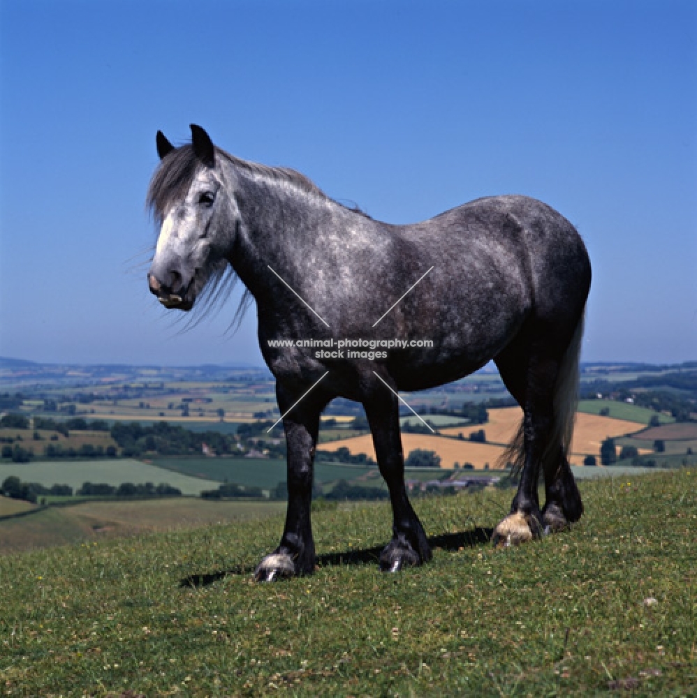 Dales pony mare walking on hilltop