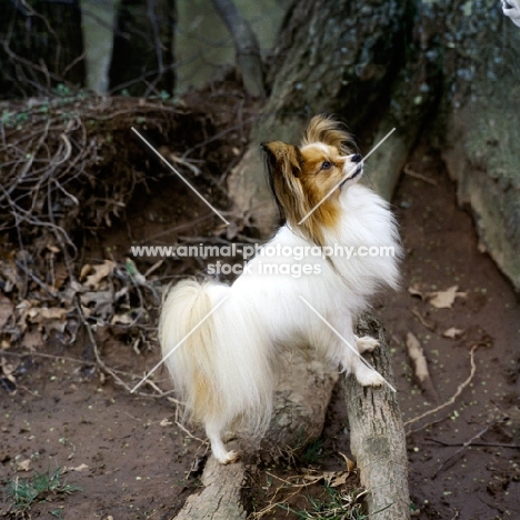 champion papillon