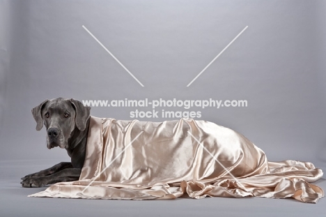 Great Dane lying under satin sheet
