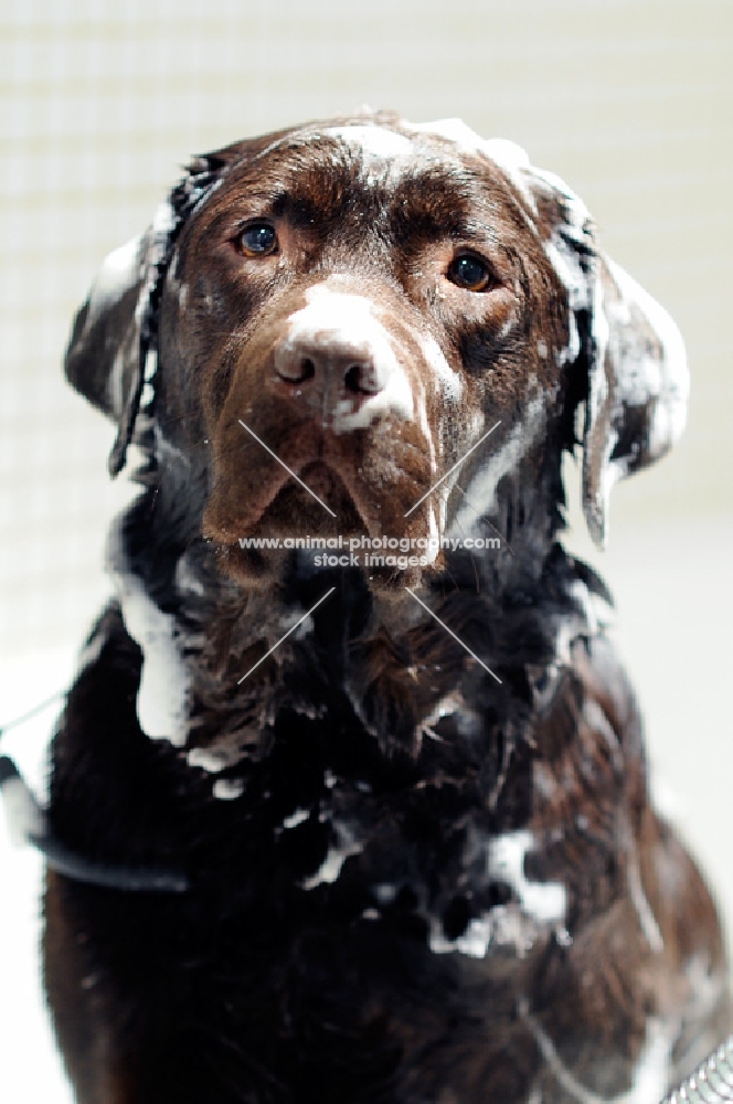 labrador dog in bath with shampoo, in dog salon