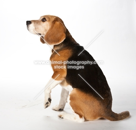 sitting beagle