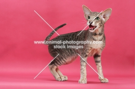 Oriental Shorthair licking lips on pink background, blue mackerel tabby 