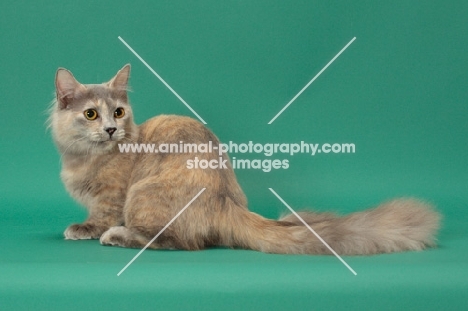 Blue Tortie Longhaired Munchkin, sitting down