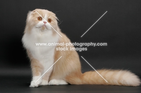 Scottish Fold Longhair, Cream Mackerel Tabby & White, sitting down