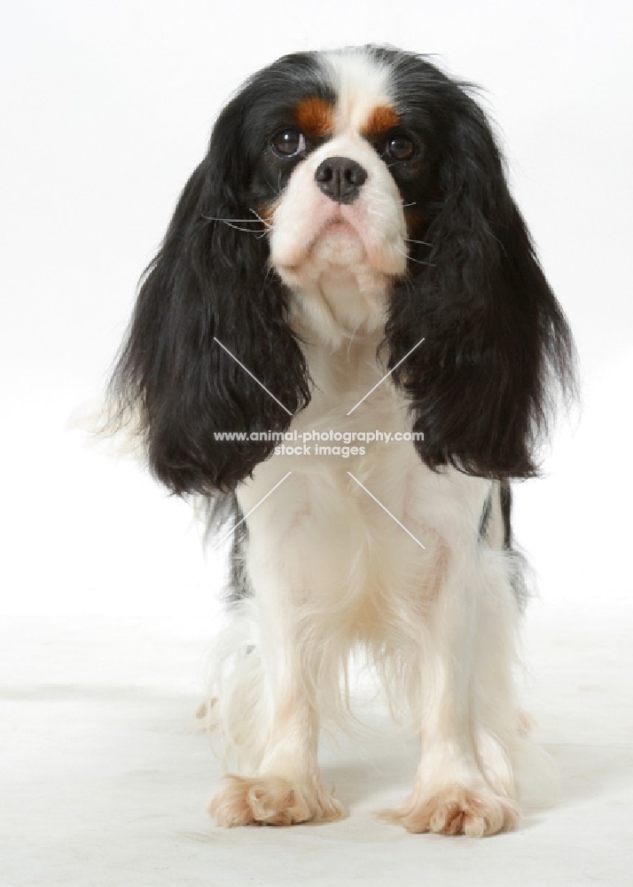 Tricolor Cavalier King Charles Spaniel front view