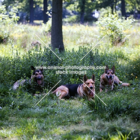 group of german shepherd dogs lying in shade