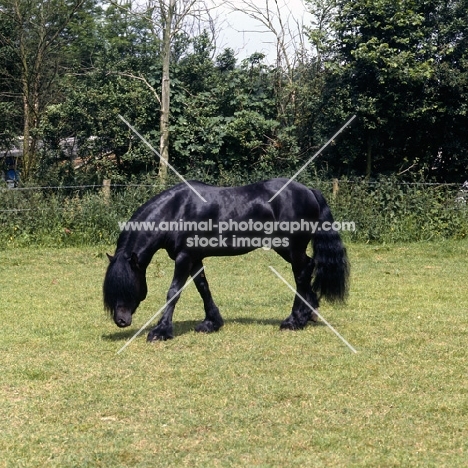 Fell Pony stallion smelling the ground