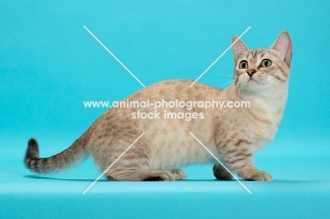 Seal (Natural) Mink Spotted Tabby Munchkin