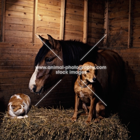 dog and cat in stable on straw bale with a horse