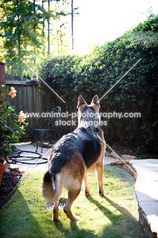 German shepherd looking out