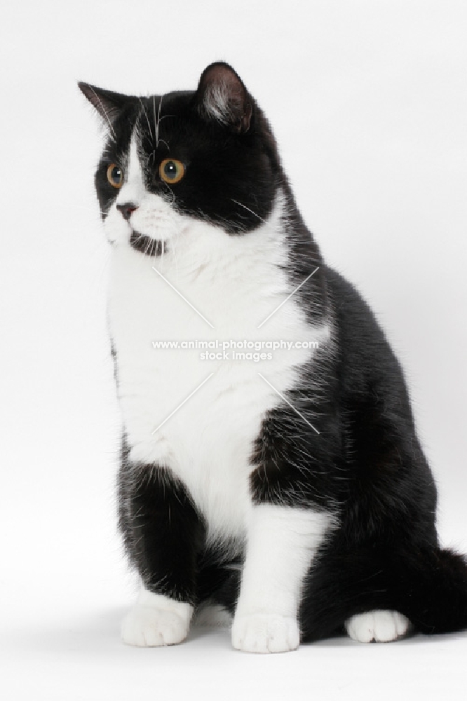 British Shorthair sitting down, looking away