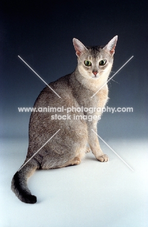 blue silver Abyssinian cat in studio