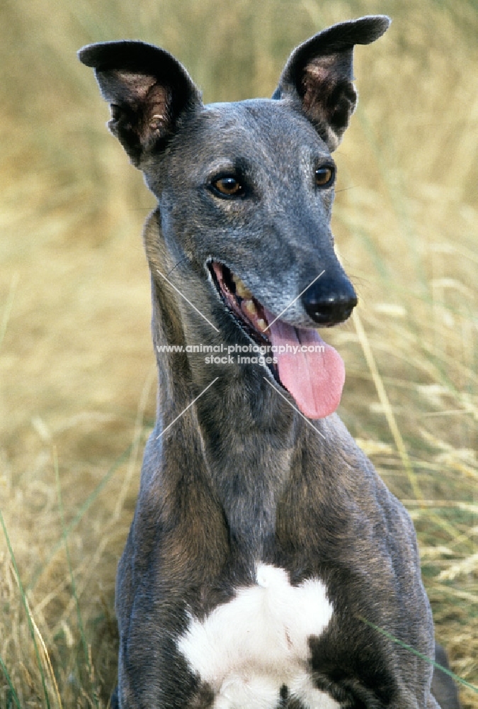 greyhound in long grass
