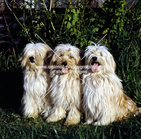 three africandawns tibetan terriers sitting together