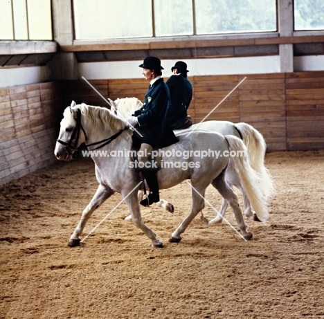 Lipizzaners and riders in display in Great Riding Hall at Lipica