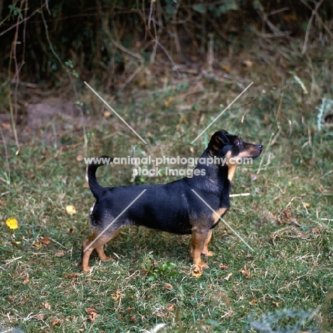  merry meg of the embarges, looking down upon a keen ancashire heeler standing on grass