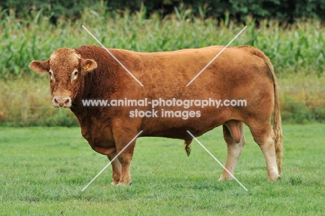 south devon bull