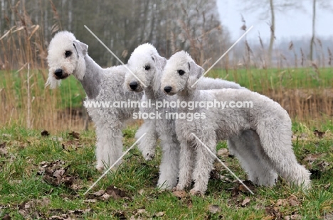 three Bedlington Terriers