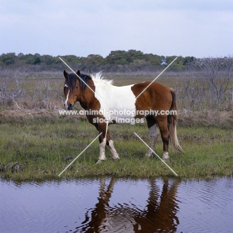 Chincoteague pony near water on Assateague Island