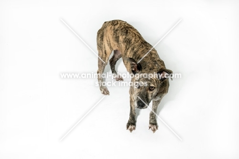 Greyhound mix breed in studio, standing on white background