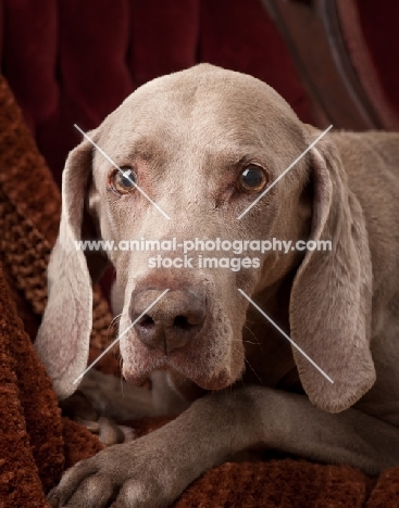 Weimaraner head study