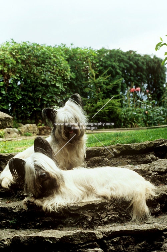 ch marjayn marcus, ch marjayn mona, two skye terriers sitting on steps