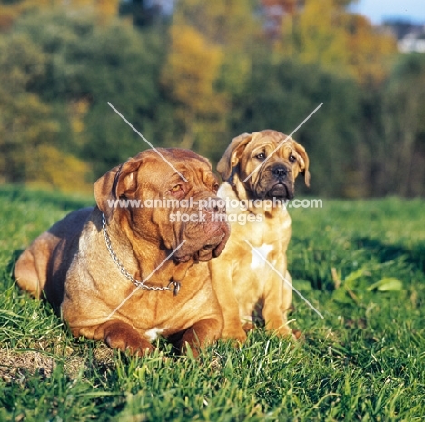 Dogue de bordeaux with puppy