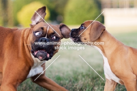 Boxer puppy with older boxer