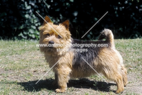 norwich terrier