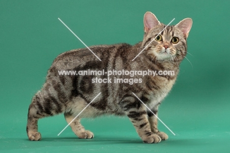 Silver Classic Tabby Manx cat