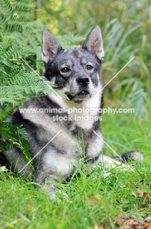 Swedish Elkhound (aka Jamthund)