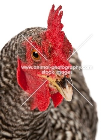 Barred Rock hen