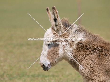 Donkey profile