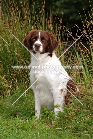 Dutch Partridge dog