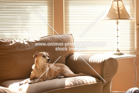 fawn chihuahua mix lying on tan sofa in front of windows