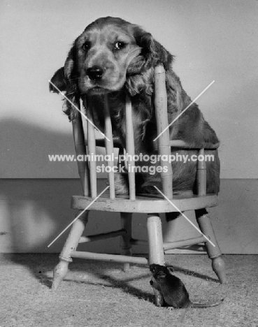 Cocker Spaniel puppy sitting on chair scared of mouse
