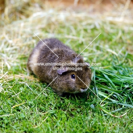 agouti coloured rex guinea pig