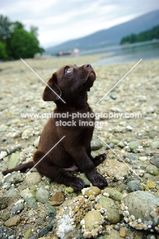 Chocolate Labrador Retriever puppy looking up