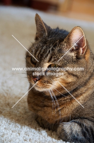 Cat lying on carpet