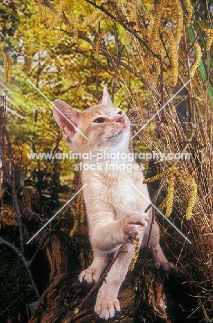 moggie cat amongst shrubbery