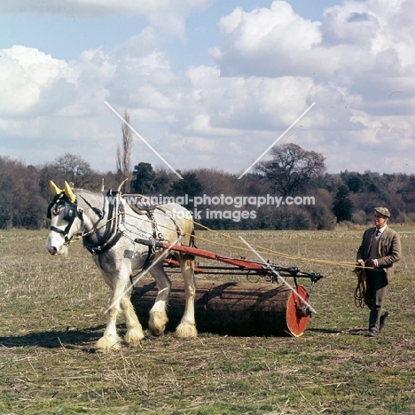shire horse at spring working